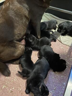 Puppies