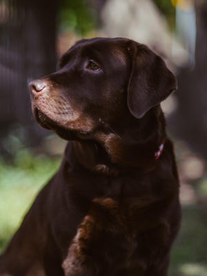 Nina