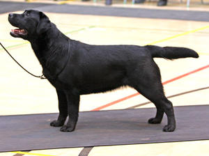 Sybil as a puppy