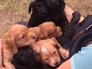 Previous Litter