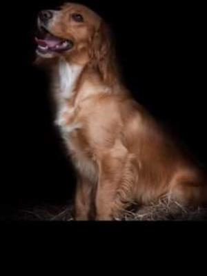 Remi (Wigmore Red) At Stud