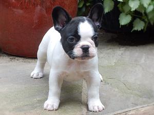 Lyra as a puppy