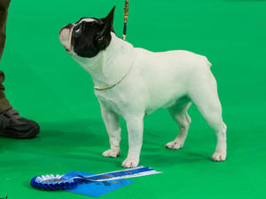 Lyra at Crufts 2019