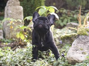 Ida as a Puppy