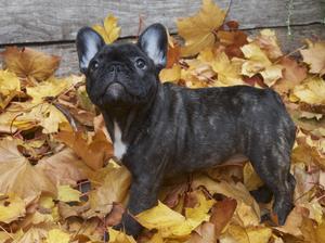 Freya as a Puppy