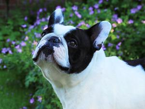 Ulysses