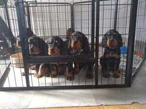Beautiful puppies in their puppy pen