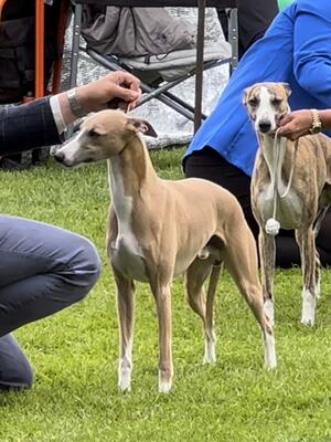 Edenwhip Can I be Him.