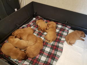 Three Weeks Old.