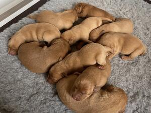 Rhu/River Pups