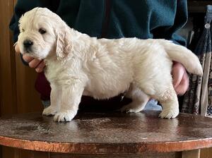 Misti's puppy