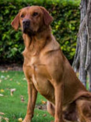 Bellspaddle Roscoe (Sire)
