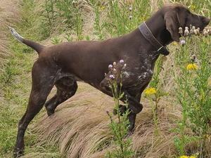 Beautiful natural steady pointer