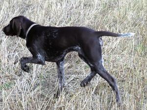 Jonte out hunting