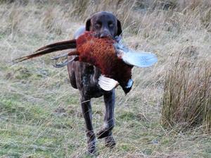 Retrieving Pheasant at now 9 months!