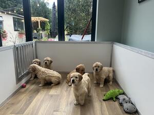 Gorgeous litter