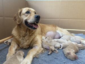 Pippa and her gorgeous pups
