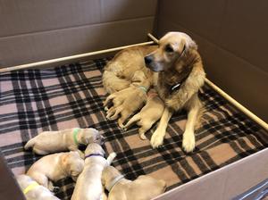 Betty and her gorgeous pups