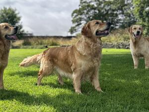 Goldenport’s Portrush Girl (Pippa)