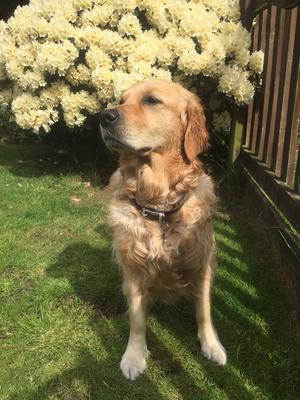 AMIRENE TRUDY'S XBETTYWHITE WITH GOLDENPORT(Betty)