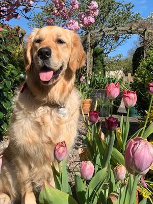 Goldenport St Andrews Girl (Lola)
