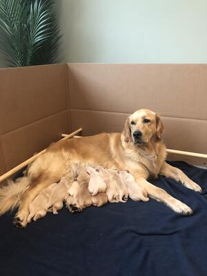 Pippa and her beautiful litter