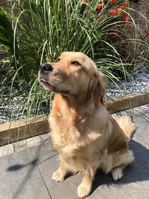 Goldenport's Portrush Girl (Pippa)
