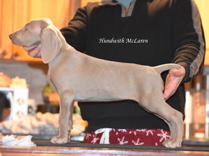 Jenson 8 weeks old