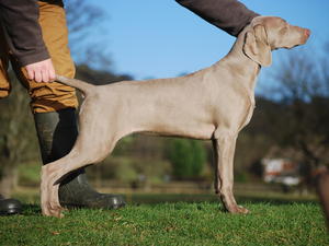 Gem as a puppy