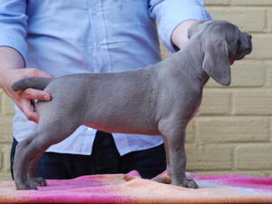 Rosemary - 6 weeks old