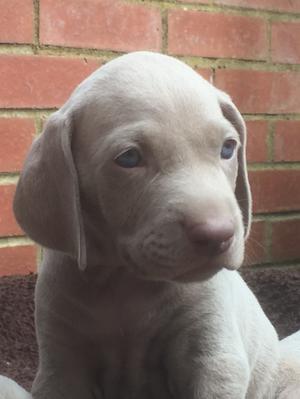 Bitch puppy