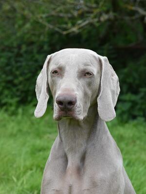Handsome boy Jenson