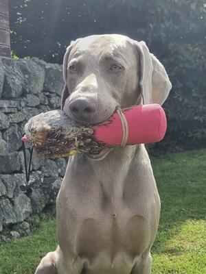 Woody dummy retrieve