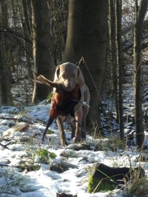 Beck retrieving a cock pheasant