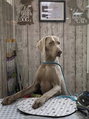 Woody the shop assistant!