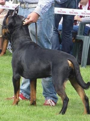 Alkido's Einstein 12 mths