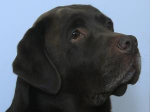 Bailey head shot March 2014