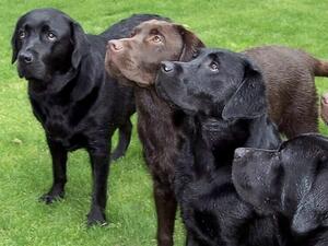 Lightbringer Labradors