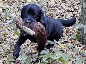 Maisie - Dec 2023