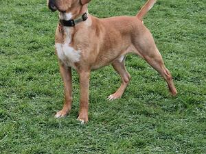 Zante ( Teisgol Henrique) Best of Breed Crufts 24