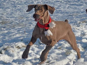 BETTIE - christmas day 2010
