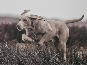 FRANK working on the grouse moor