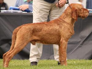 Winning CC at Championship show