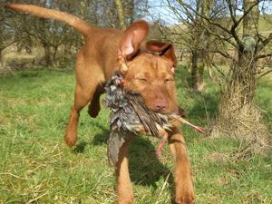 ZOE RETRIEVE