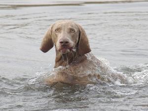 JACK just loves to swim