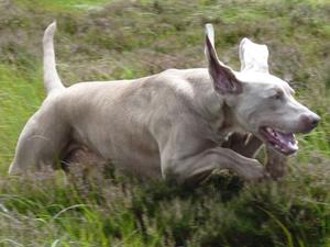 JACK in full flight hunting the moor