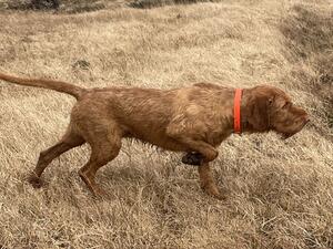 On the Grouse moors