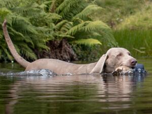 FRANK water retrieve