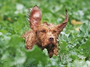 BRIAN out hunting