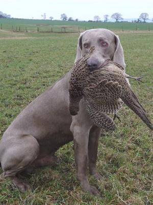 MONTY at work